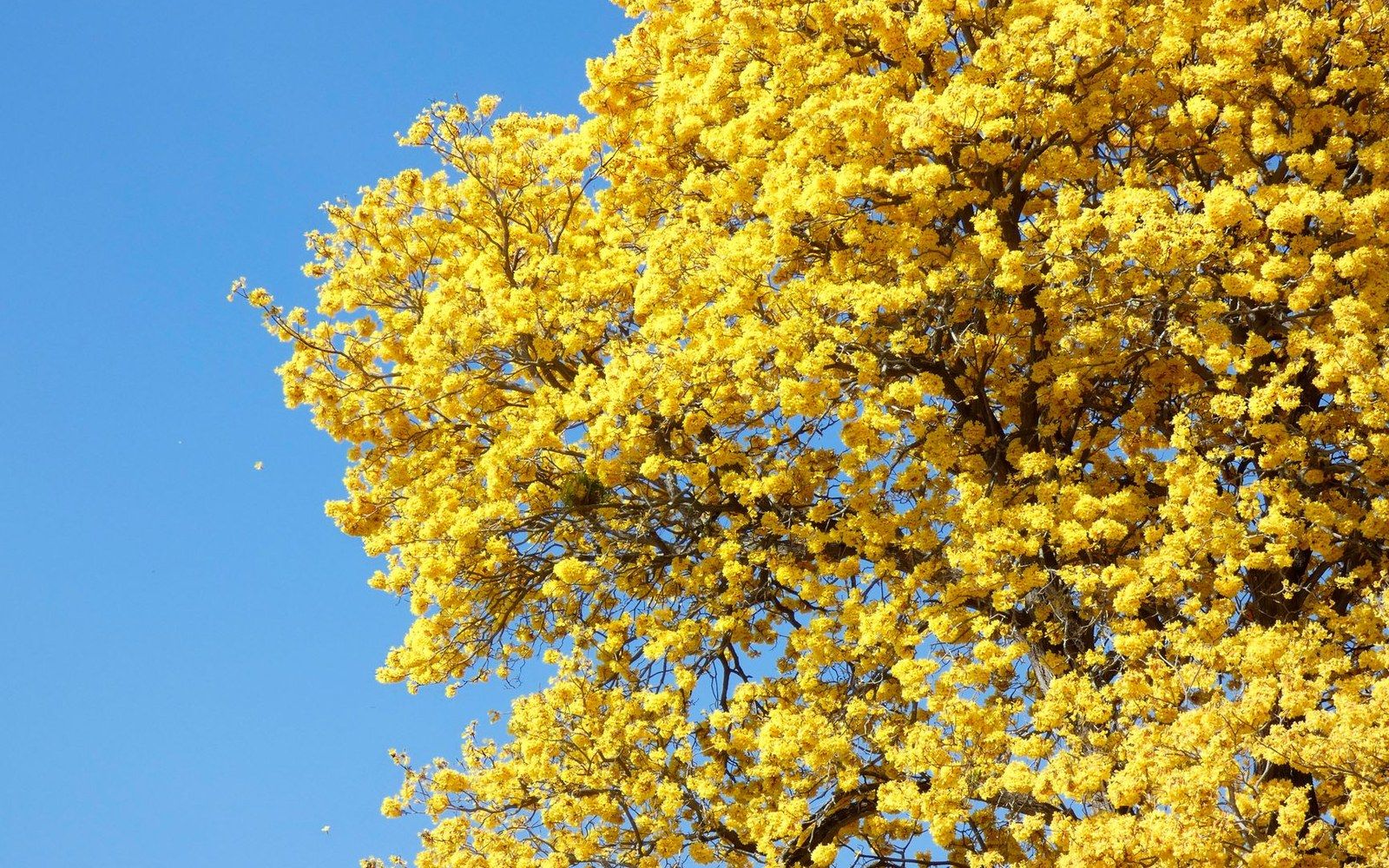 Golden yellow araguaney tree canopy in full bloom against a clear blue sky