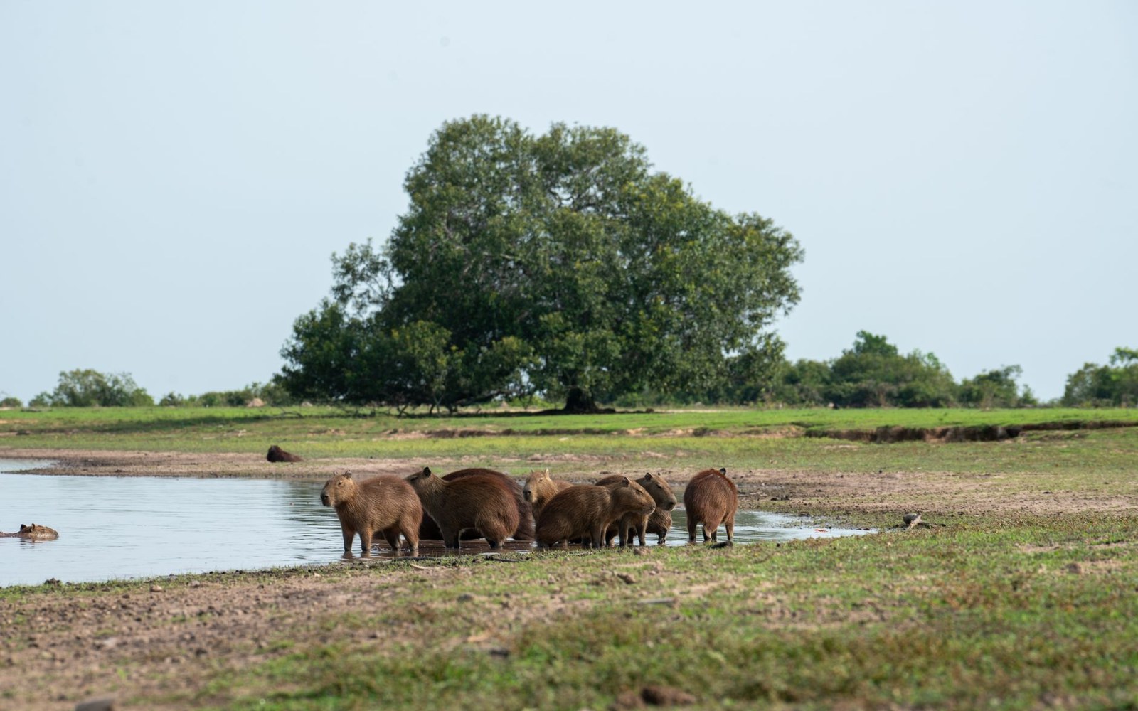 A group of capybaras gathers at the water's edge near a lone tree on open grassland