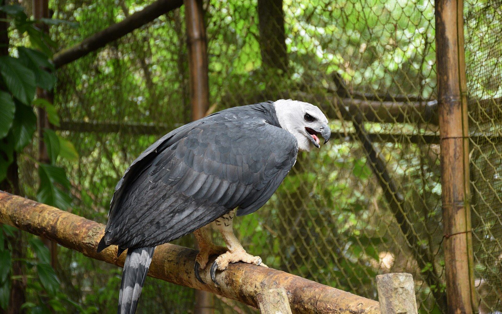 Harpy eagle perches on a wooden beam inside a netted enclosure, beak open