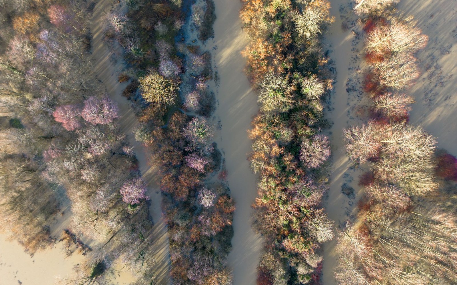 Aerial view of parallel tree lines casting long shadows across sandy terrain