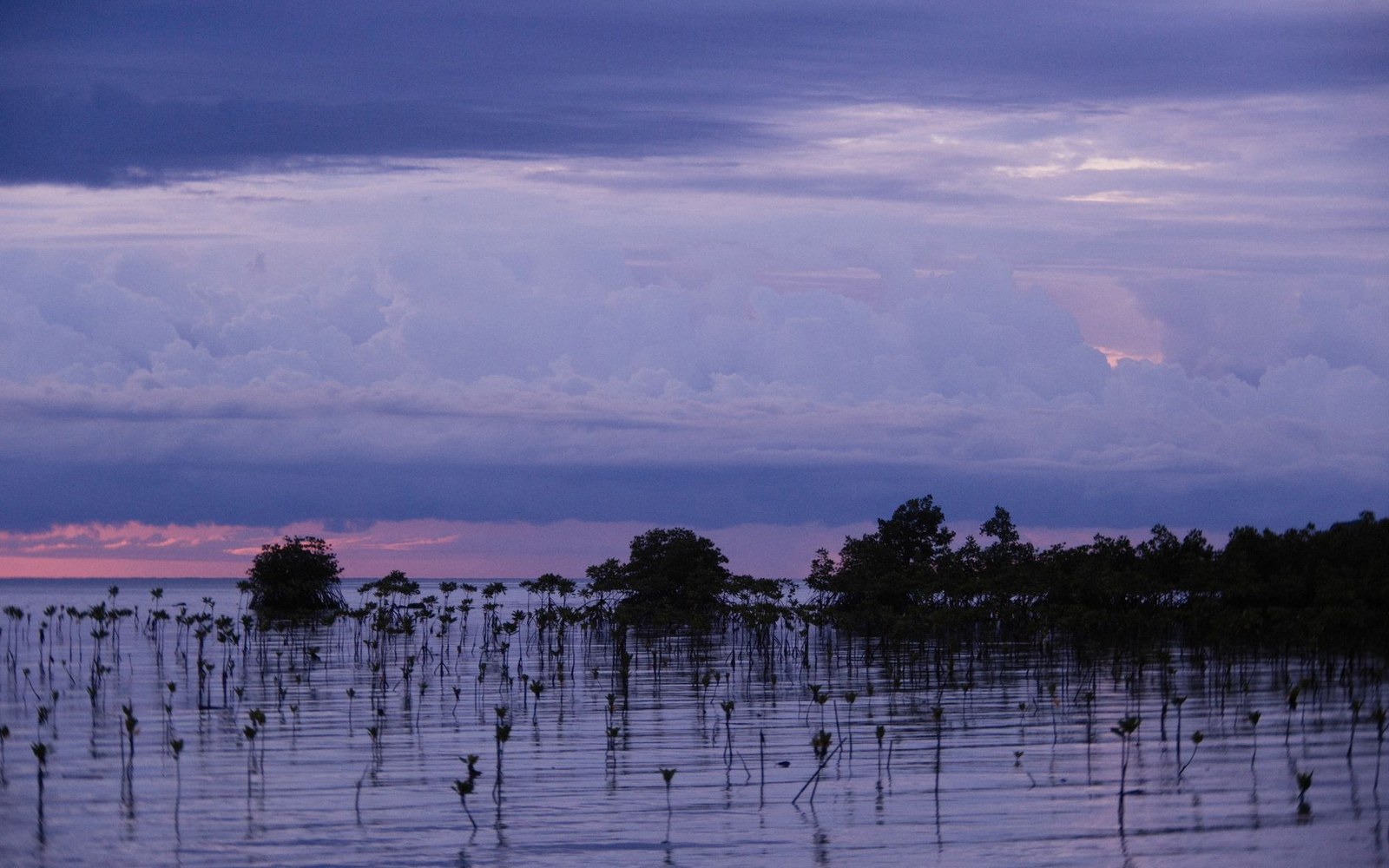 Mangrove shoots rise from calm coastal water beneath layered purple storm clouds at dusk