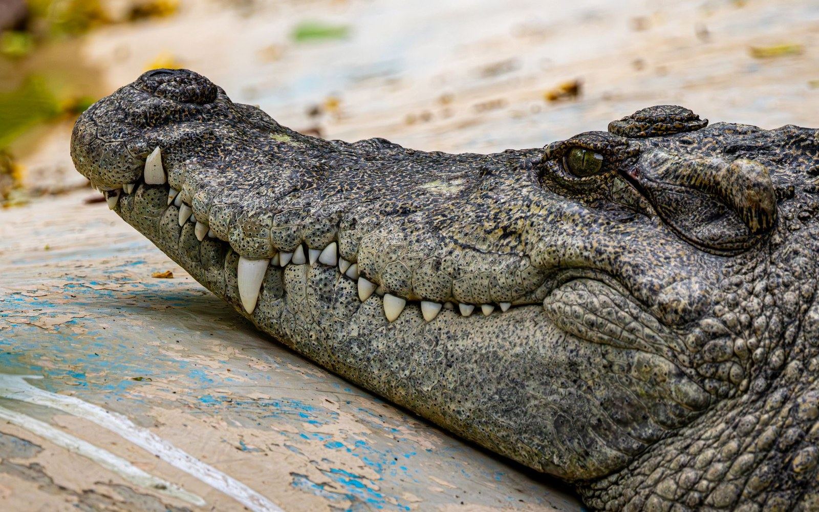 Close-up of a crocodile's head resting on a weathered painted surface, jaws slightly open