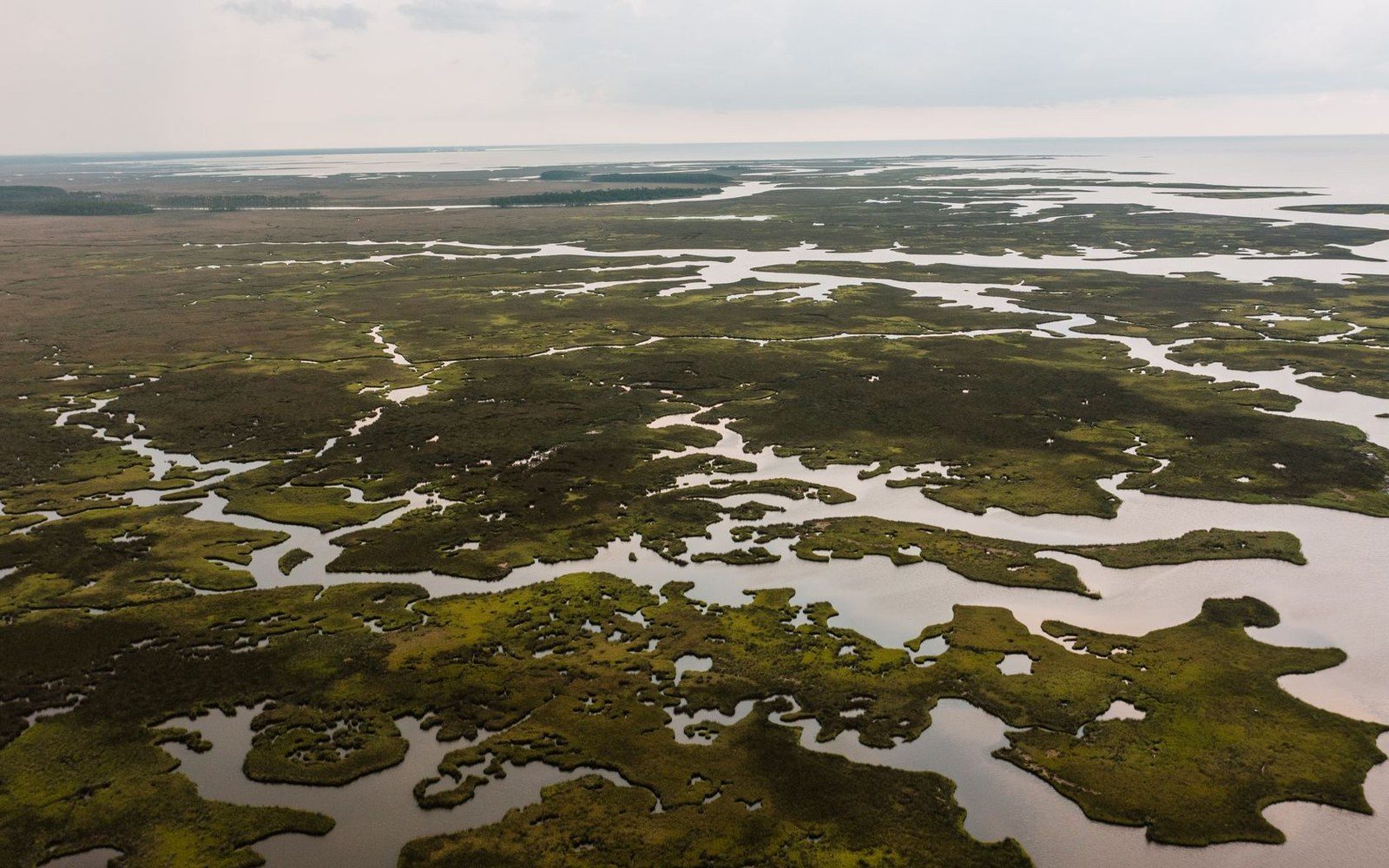 Aerial view of braided channels winding through marshland toward the open sea