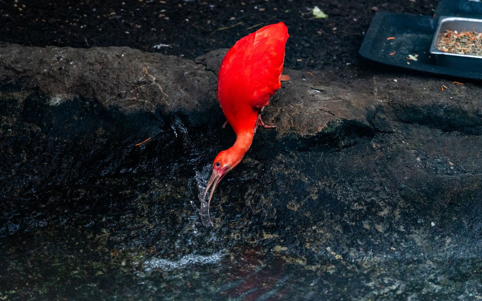 A scarlet ibis leans down to drink from a dark rocky pool
